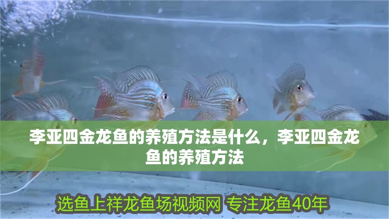 李亞四金龍魚的養殖方法是什么，李亞四金龍魚的養殖方法