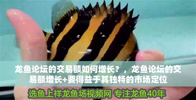 龍魚論壇的交易額如何增長？，龍魚論壇的交易額增長+要得益于其獨特的市場定位