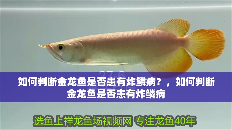 印尼虎魚多少溫度飼養最好:印尼虎魚多少溫度飼養最好印尼虎魚多少溫度飼養最好 如何判斷金龍魚是否患有炸鱗病?,如何判斷金龍魚是否患有炸鱗病 龍魚百科 如何判斷金龍魚是否患有炸鱗病?,如何判斷金龍魚是否患有炸鱗病 如何判斷金龍魚是否患有炸鱗病?,如何判斷金龍魚是否患有炸鱗病 龍魚百科