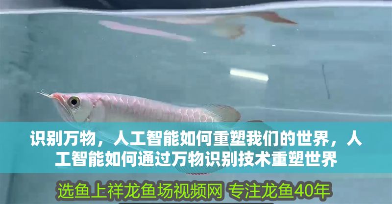 識別萬物，人工智能如何重塑我們的世界，人工智能如何通過萬物識別技術重塑世界