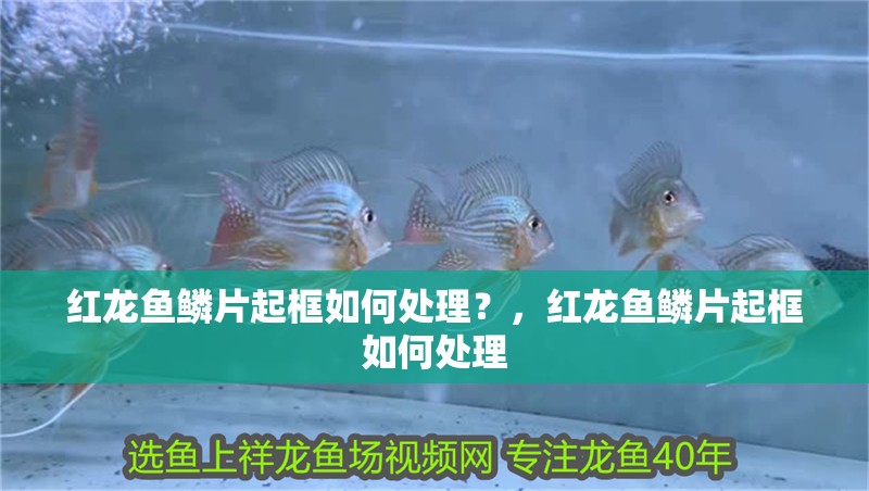 紅龍魚鱗片起框如何處理？，紅龍魚鱗片起框如何處理
