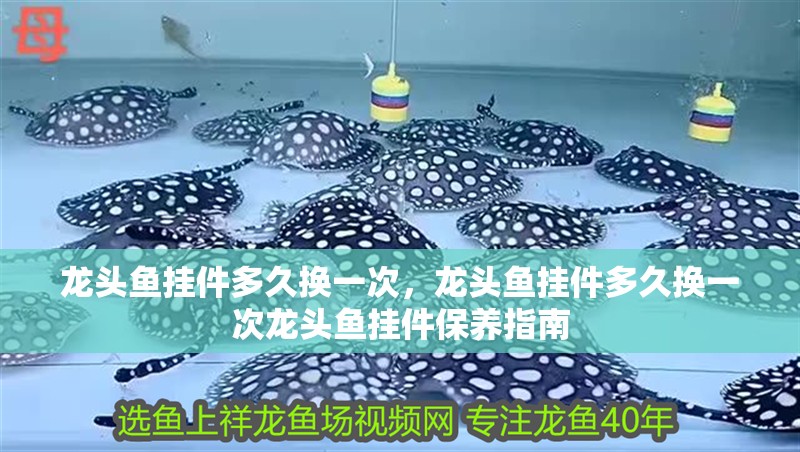 龍頭魚掛件多久換一次，龍頭魚掛件多久換一次龍頭魚掛件保養指南