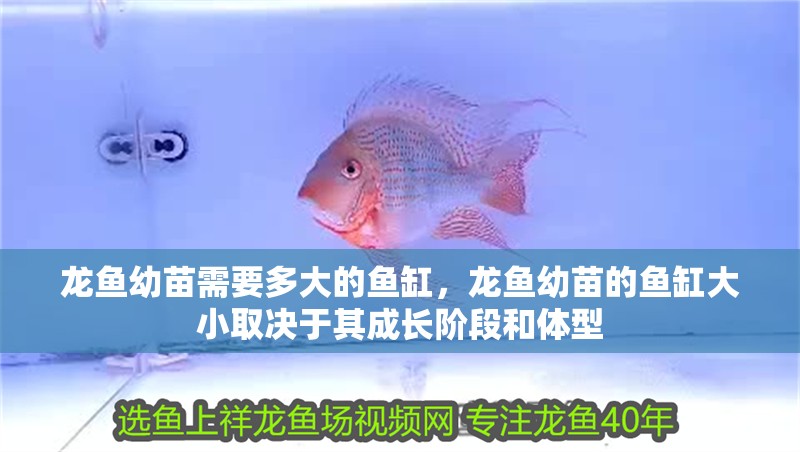 龍魚幼苗需要多大的魚缸，龍魚幼苗的魚缸大小取決于其成長階段和體型