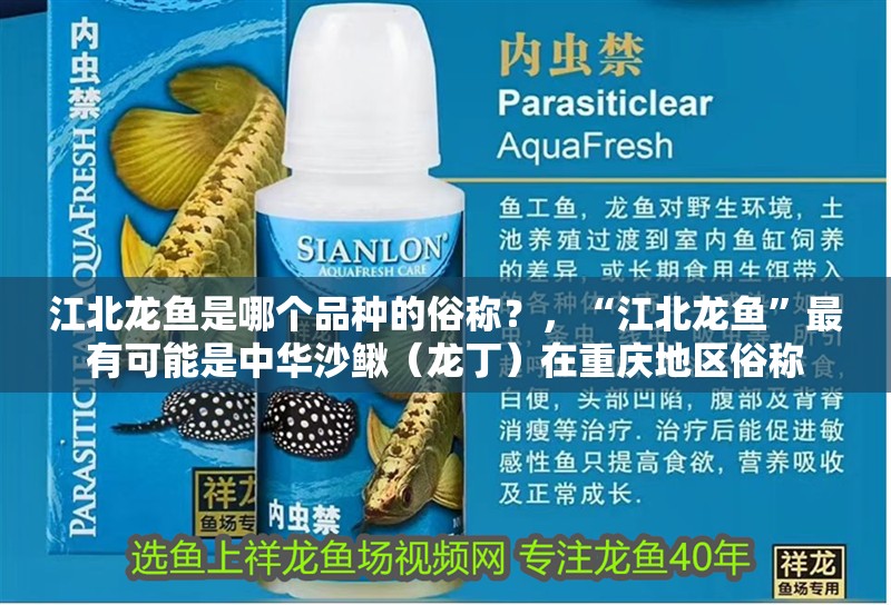 江北龍魚是哪個品種的俗稱？，“江北龍魚”最有可能是中華沙鰍（龍丁）在重慶地區俗稱