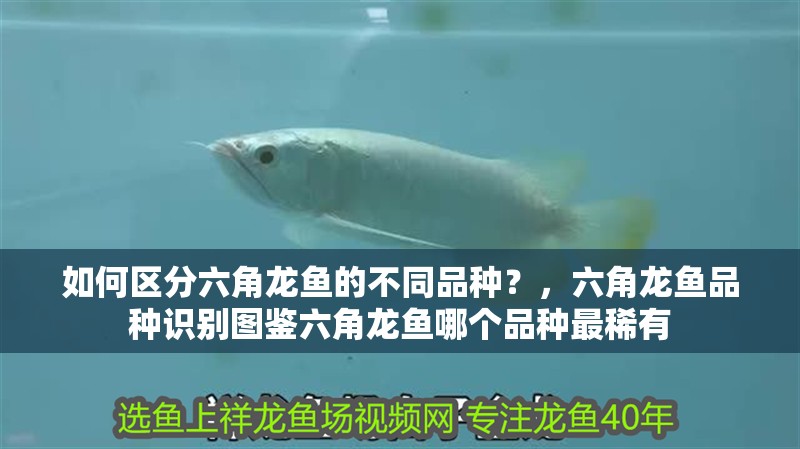 如何區分六角龍魚的不同品種？，六角龍魚品種識別圖鑒六角龍魚哪個品種最稀有