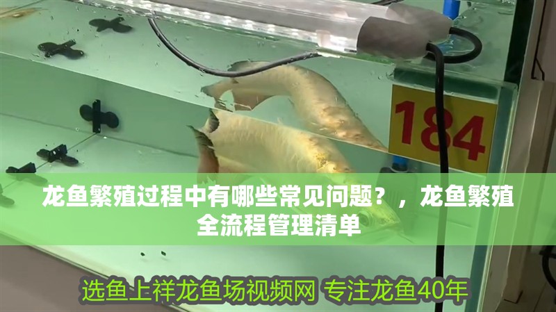 龍魚繁殖過程中有哪些常見問題？，龍魚繁殖全流程管理清單