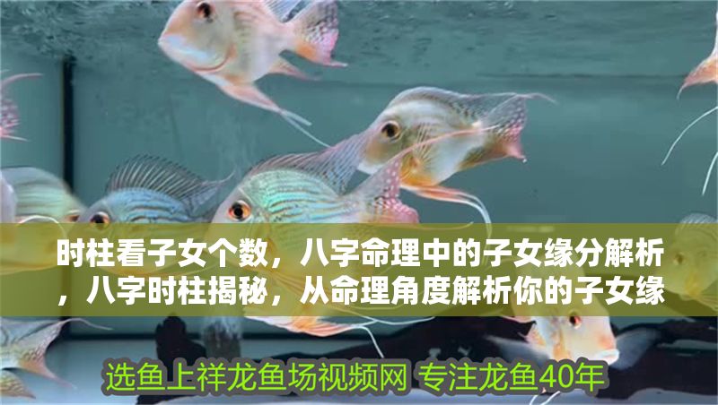 時柱看子女個數(shù)，八字命理中的子女緣分解析，八字時柱揭秘，從命理角度解析你的子女緣分與數(shù)量