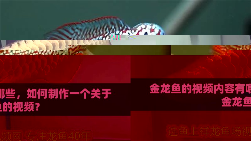 金龍魚的視頻內容有哪些，如何制作一個關于金龍魚的視頻？