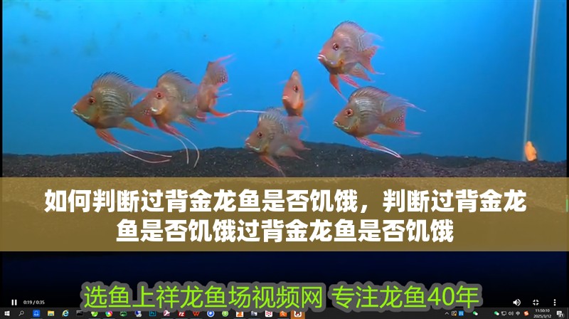 如何判斷過背金龍魚是否饑餓，判斷過背金龍魚是否饑餓過背金龍魚是否饑餓
