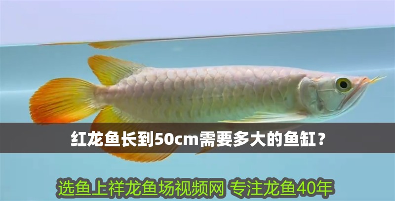 紅龍魚長到50cm需要多大的魚缸？