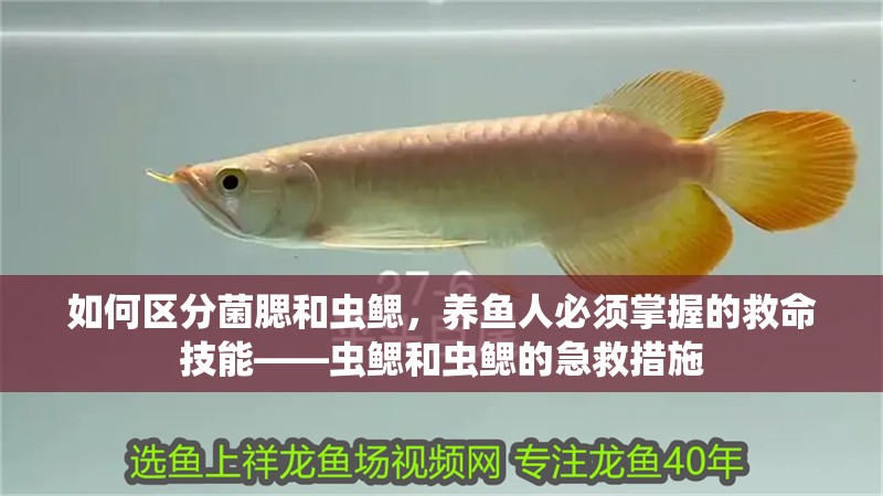 如何區分菌腮和蟲鰓，養魚人必須掌握的救命技能——蟲鰓和蟲鰓的急救措施