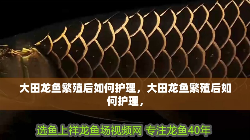 大田龍魚繁殖后如何護理，大田龍魚繁殖后如何護理，