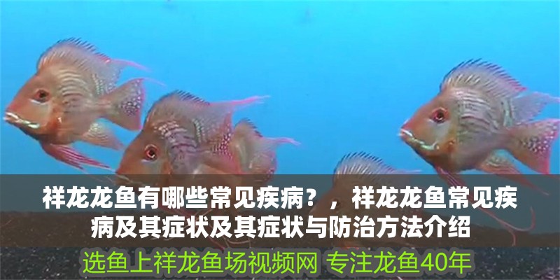 祥龍龍魚有哪些常見疾病？，祥龍龍魚常見疾病及其癥狀及其癥狀與防治方法介紹