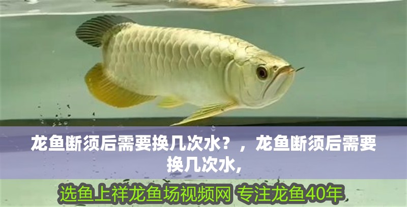 龍魚斷須后需要換幾次水？，龍魚斷須后需要換幾次水,