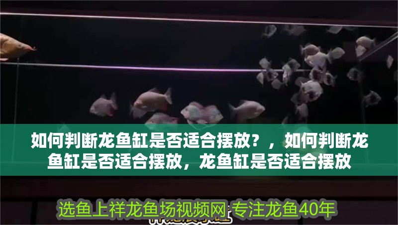 如何判斷龍魚缸是否適合擺放？，如何判斷龍魚缸是否適合擺放，龍魚缸是否適合擺放