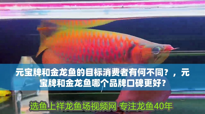 元寶牌和金龍魚的目標(biāo)消費(fèi)者有何不同？，元寶牌和金龍魚哪個(gè)品牌口碑更好？ 元寶牌和金龍魚的目標(biāo)消費(fèi)者有何不同？，元寶牌和金龍魚哪個(gè)品牌口碑更好？ 龍魚百科