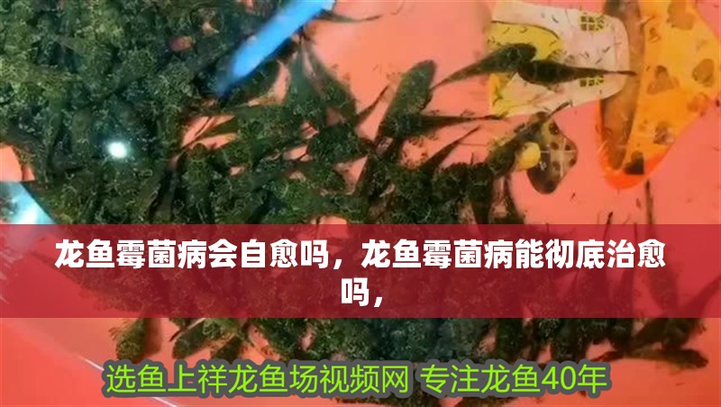 龍魚霉菌病會自愈嗎，龍魚霉菌病能徹底治愈嗎，