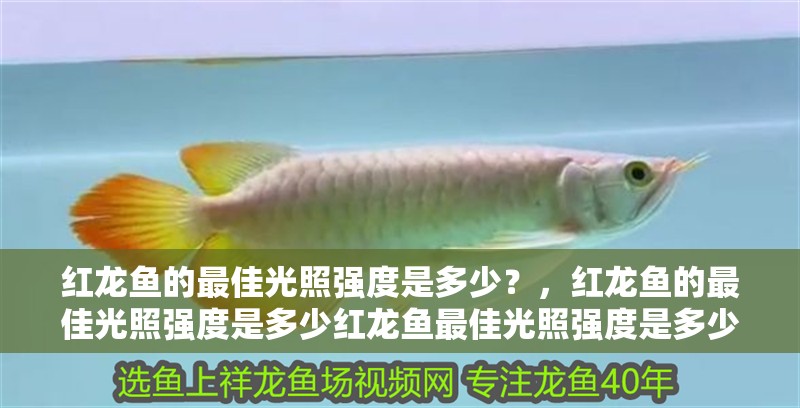 紅龍魚的最佳光照強度是多少？，紅龍魚的最佳光照強度是多少紅龍魚最佳光照強度是多少