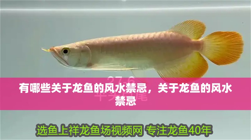 有哪些關(guān)于龍魚的風(fēng)水禁忌，關(guān)于龍魚的風(fēng)水禁忌