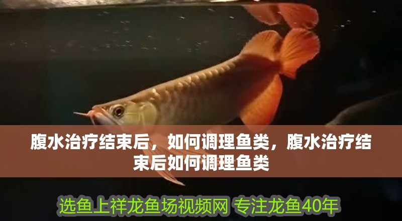 腹水治療結(jié)束后，如何調(diào)理魚類，腹水治療結(jié)束后如何調(diào)理魚類