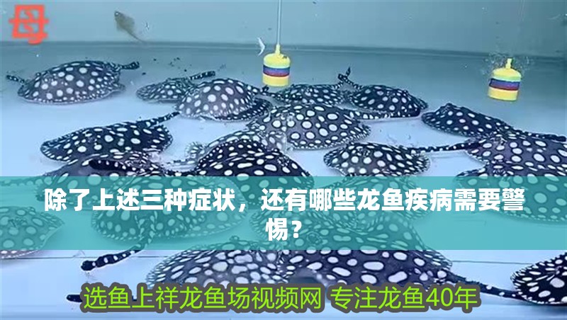除了上述三種癥狀，還有哪些龍魚疾病需要警惕？