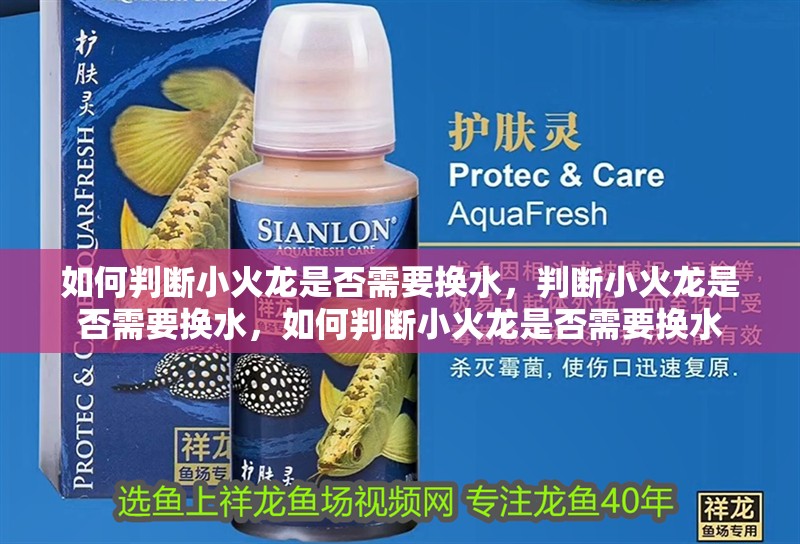 如何判斷小火龍是否需要換水，判斷小火龍是否需要換水，如何判斷小火龍是否需要換水