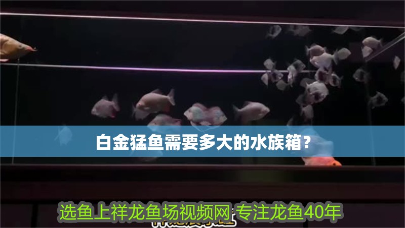 白金猛魚需要多大的水族箱？