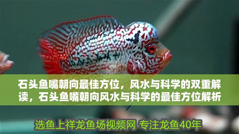 石頭魚嘴朝向最佳方位，風水與科學的雙重解讀，石頭魚嘴朝向風水與科學的最佳方位解析