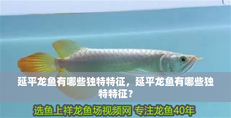 延平龍魚有哪些獨特特征，延平龍魚有哪些獨特特征？ 延平龍魚有哪些獨特特征，延平龍魚有哪些獨特特征？ 龍魚百科