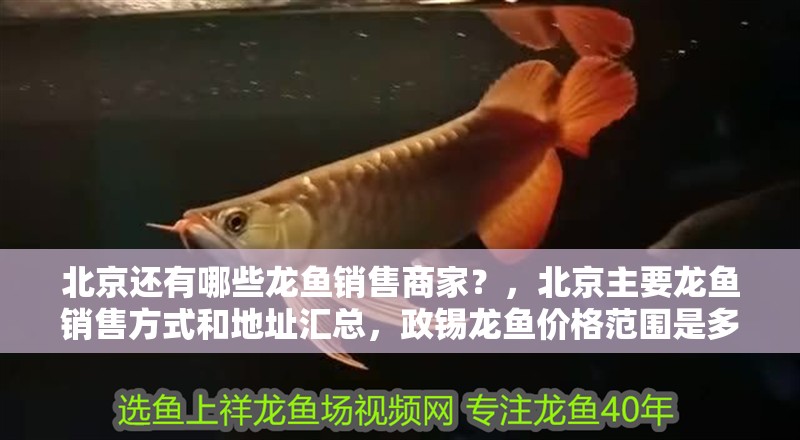 北京還有哪些龍魚銷售商家？，北京主要龍魚銷售方式和地址匯總，政錫龍魚價格范圍是多少