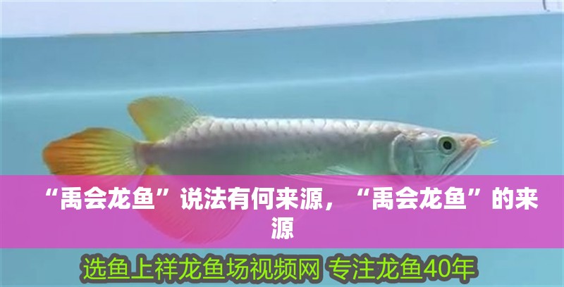 “禹會龍魚”說法有何來源，“禹會龍魚”的來源