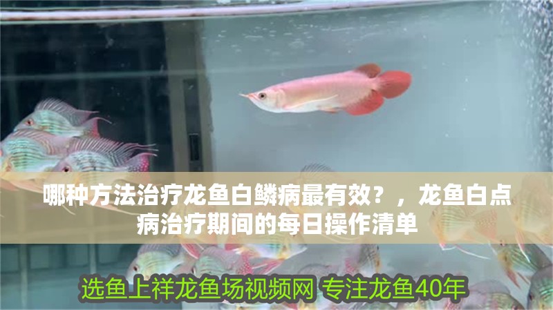 哪種方法治療龍魚白鱗病最有效？，龍魚白點病治療期間的每日操作清單