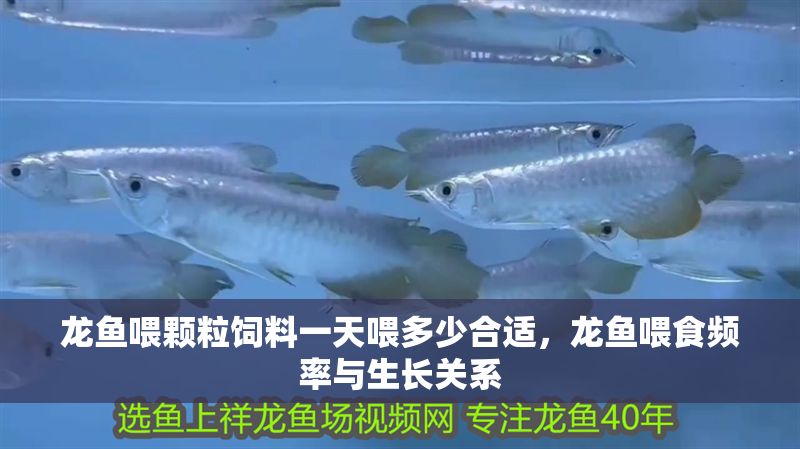 龍魚喂顆粒飼料一天喂多少合適，龍魚喂食頻率與生長關系