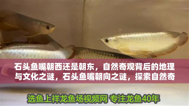 石頭魚嘴朝西還是朝東，自然奇觀背后的地理與文化之謎，石頭魚嘴朝向之謎，探索自然奇觀背后的地理文化密碼