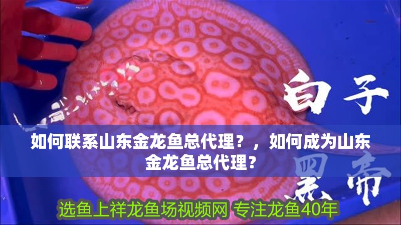 如何聯(lián)系山東金龍魚總代理？，如何成為山東金龍魚總代理？