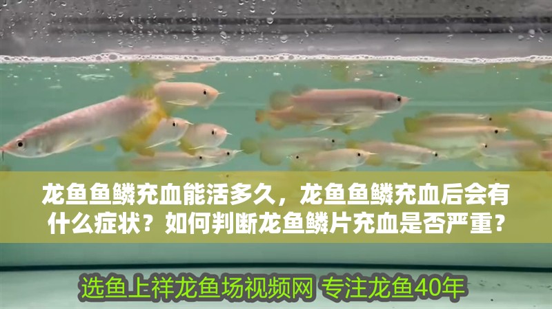 龍魚魚鱗充血能活多久，龍魚魚鱗充血后會有什么癥狀？如何判斷龍魚鱗片充血是否嚴重？