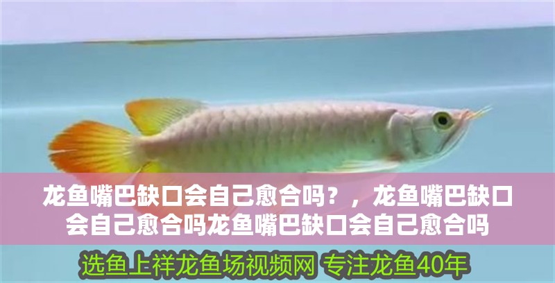 龍魚嘴巴缺口會自己愈合嗎？，龍魚嘴巴缺口會自己愈合嗎龍魚嘴巴缺口會自己愈合嗎