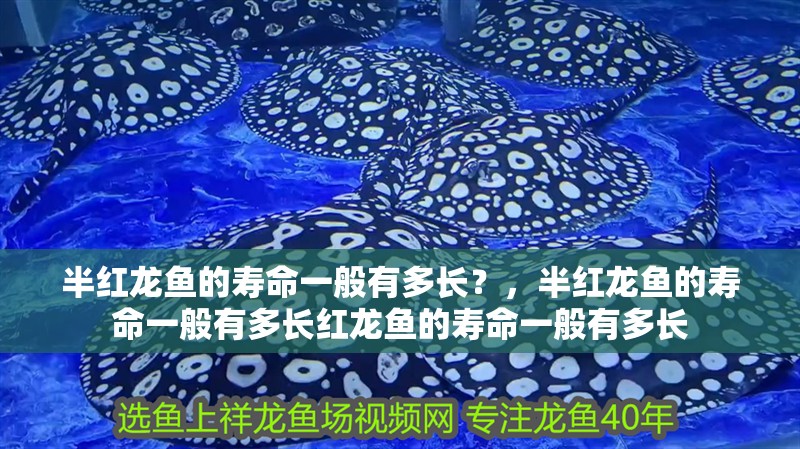 半紅龍魚的壽命一般有多長？，半紅龍魚的壽命一般有多長紅龍魚的壽命一般有多長
