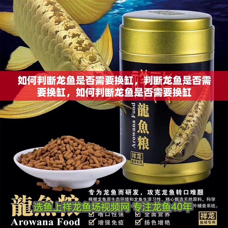 如何判斷龍魚是否需要換缸，判斷龍魚是否需要換缸，如何判斷龍魚是否需要換缸 如何判斷龍魚是否需要換缸，判斷龍魚是否需要換缸，如何判斷龍魚是否需要換缸 龍魚百科