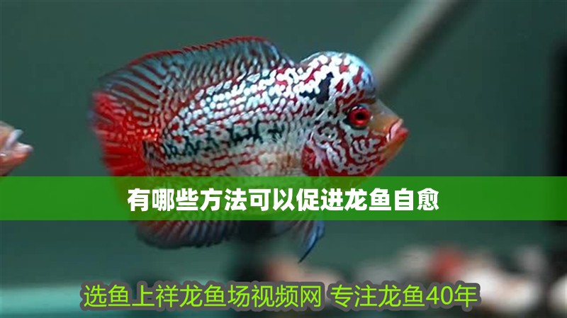 有哪些方法可以促進龍魚自愈