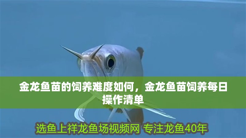 金龍魚苗的飼養(yǎng)難度如何，金龍魚苗飼養(yǎng)每日操作清單