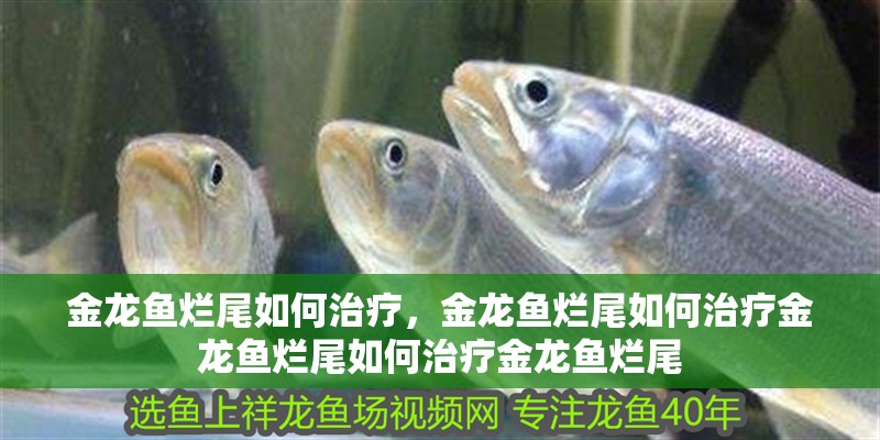 金龍魚爛尾如何治療，金龍魚爛尾如何治療金龍魚爛尾如何治療金龍魚爛尾