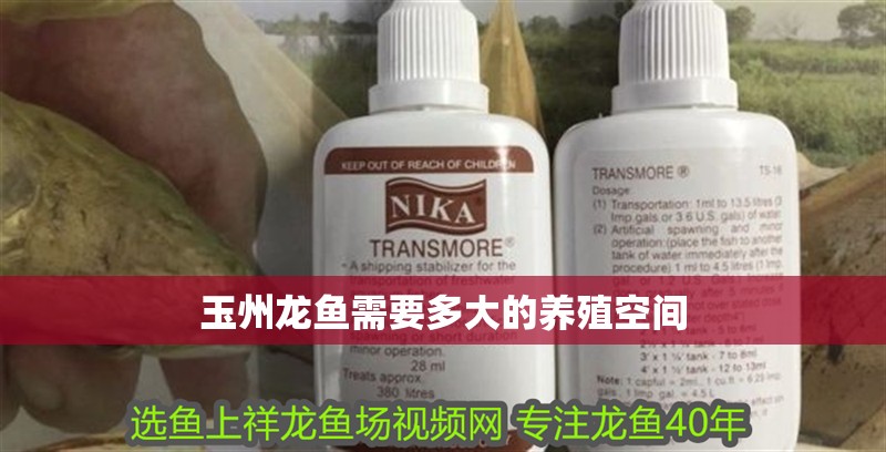 玉州龍魚需要多大的養(yǎng)殖空間