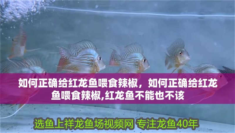 如何正確給紅龍魚喂食辣椒，如何正確給紅龍魚喂食辣椒,紅龍魚不能也不該