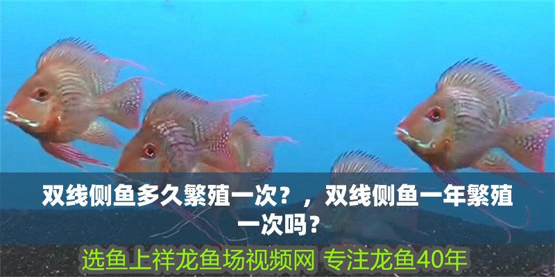 雙線側魚多久繁殖一次？，雙線側魚一年繁殖一次嗎？