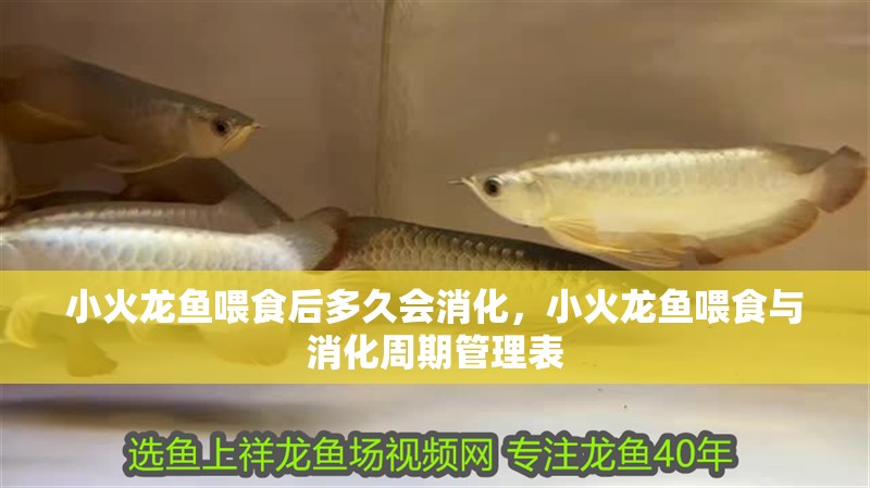 小火龍魚(yú)喂食后多久會(huì)消化，小火龍魚(yú)喂食與消化周期管理表