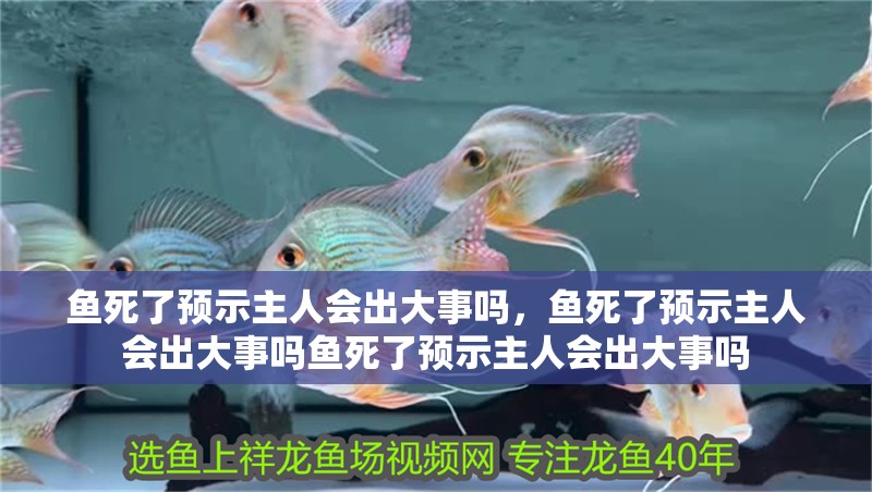 魚死了預示主人會出大事嗎，魚死了預示主人會出大事嗎魚死了預示主人會出大事嗎