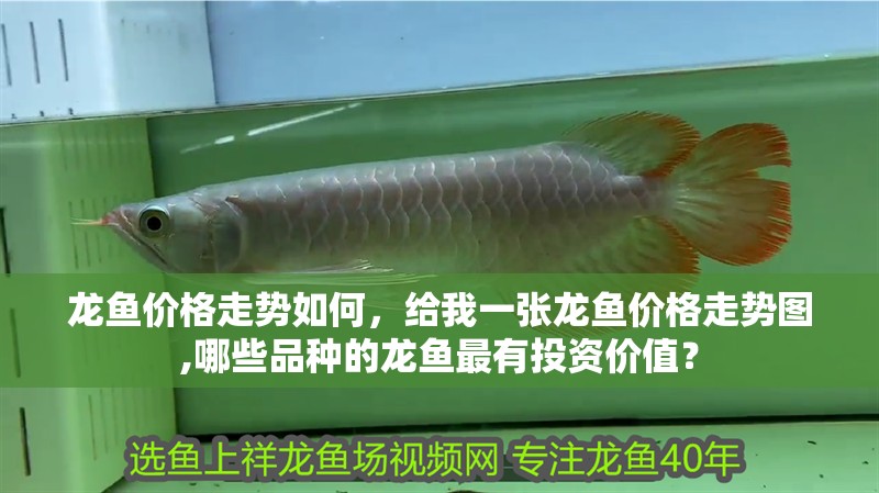 龍魚價格走勢如何，給我一張龍魚價格走勢圖,哪些品種的龍魚最有投資價值？ 龍魚價格走勢如何，給我一張龍魚價格走勢圖,哪些品種的龍魚最有投資價值？ 龍魚百科