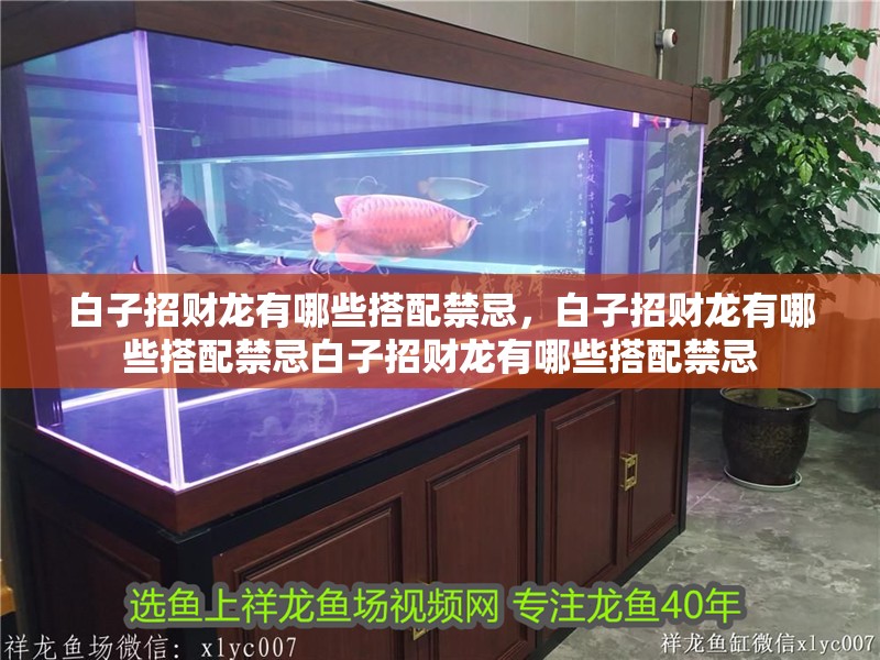 白子招財龍有哪些搭配禁忌，白子招財龍有哪些搭配禁忌白子招財龍有哪些搭配禁忌
