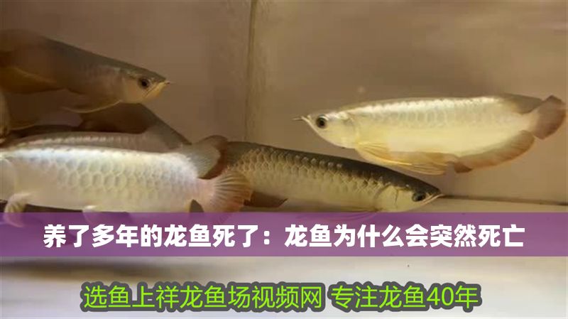 養(yǎng)了多年的龍魚死了：龍魚為什么會突然死亡